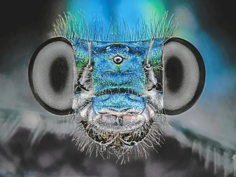 macro insekten deutschland natur bedrohung umwelt