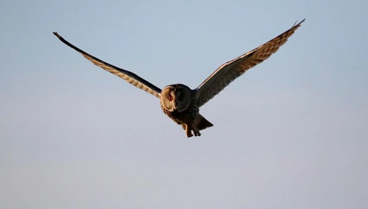 owl hunting day forest light wildlife