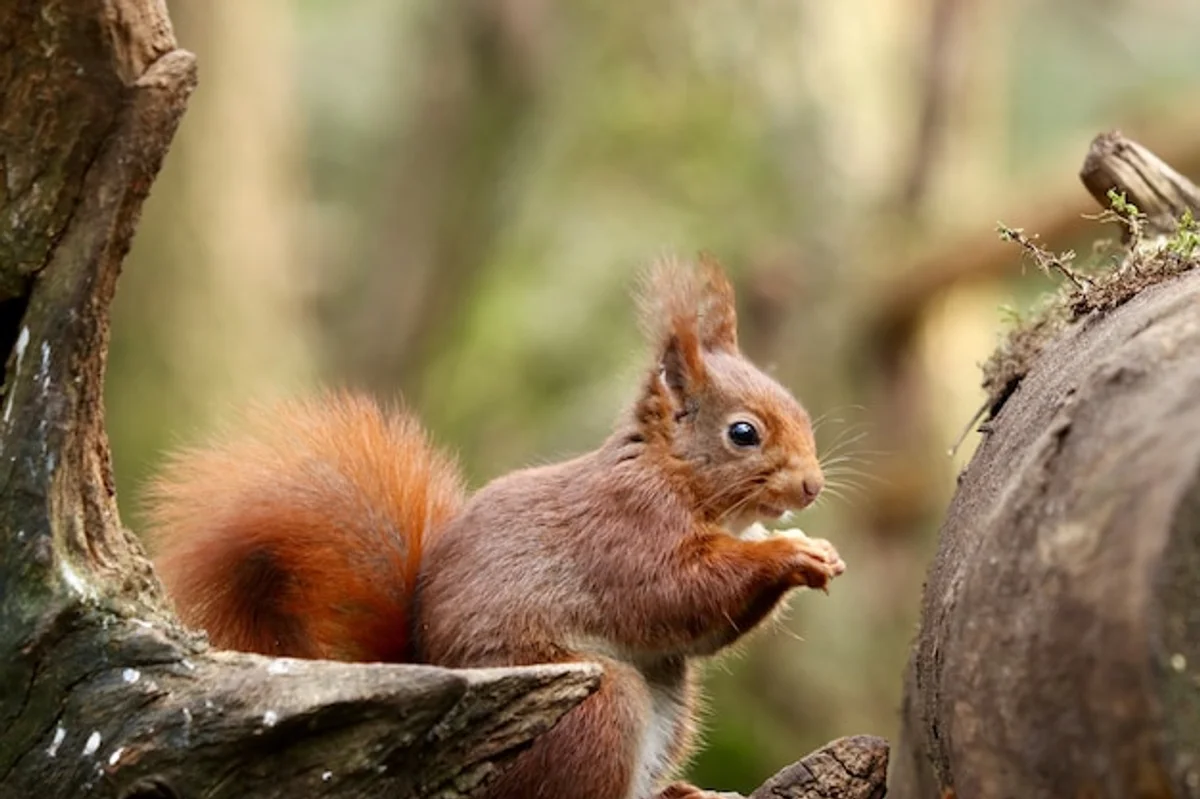 Squirrel eating walnuts and hazelnuts close up