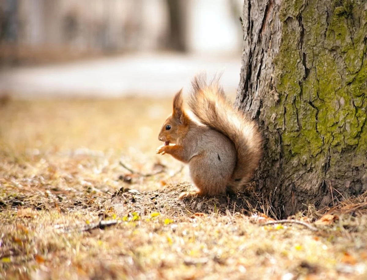 squirrel eating nuts in the city park