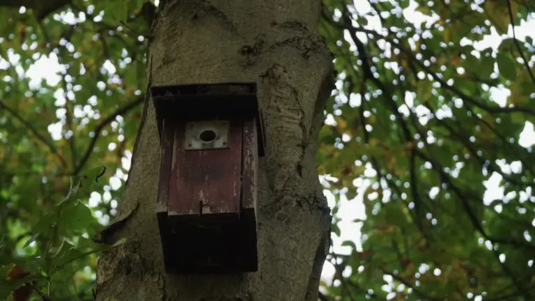 bird nest reuse backyard Germany
