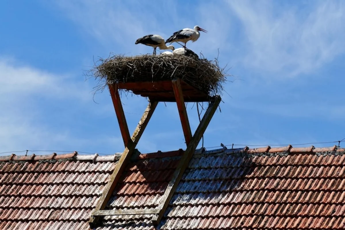 close up sparrow nest on house roof germany
