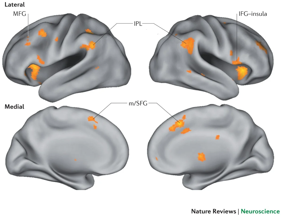 lie detection brain microexpressions