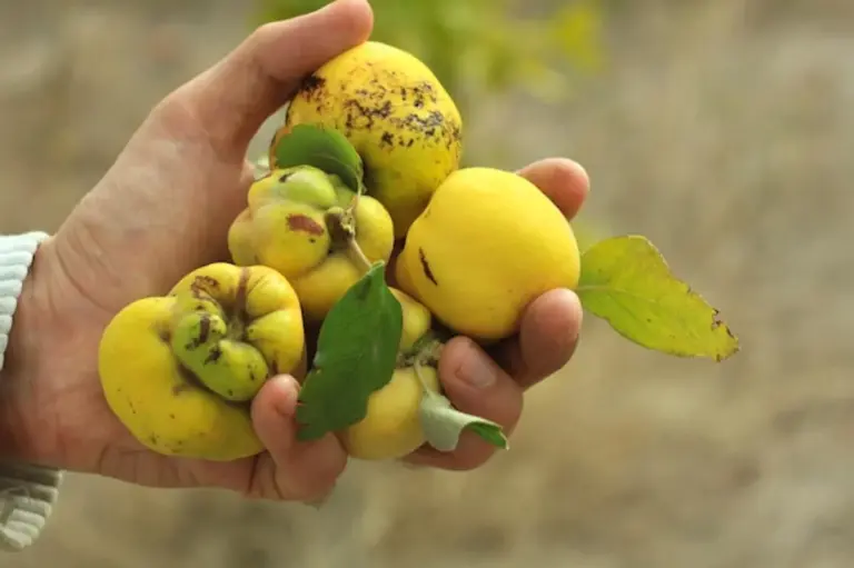 fresh local apples germany close up vitamin