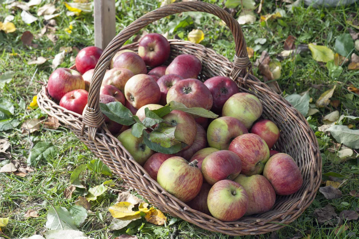 bauernmarkt äpfel alte sorten vitamin saison herbst