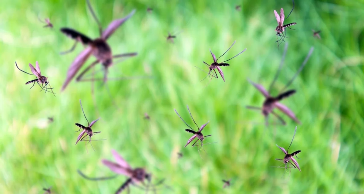 outdoor family using plant based mosquito repellent forest germany