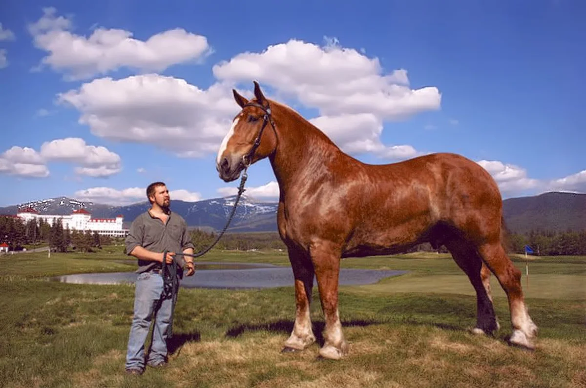 medieval battlefield horses actual size comparison knight