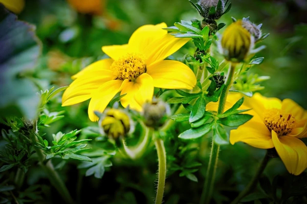 bee pollination garden closeup flower Germany