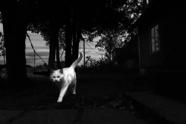 urban wild cat night germany city
