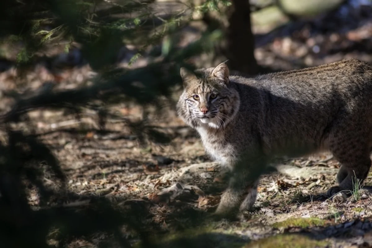 eurasian wildcat exploring urban park germany night