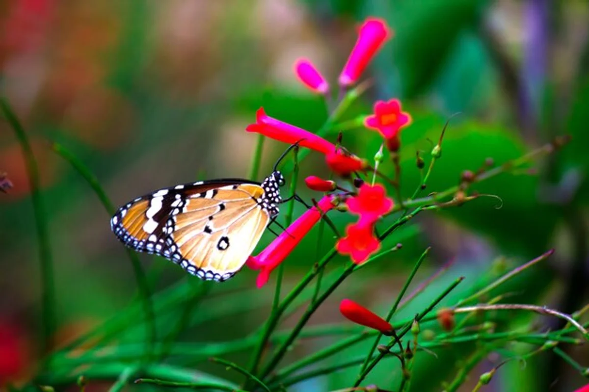 butterfly feeding on blooming herbs in german garden