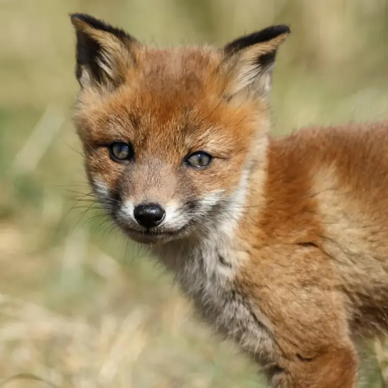 fox in german forest close up