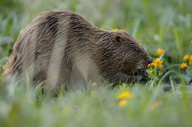 beaver building dam european river nature germany