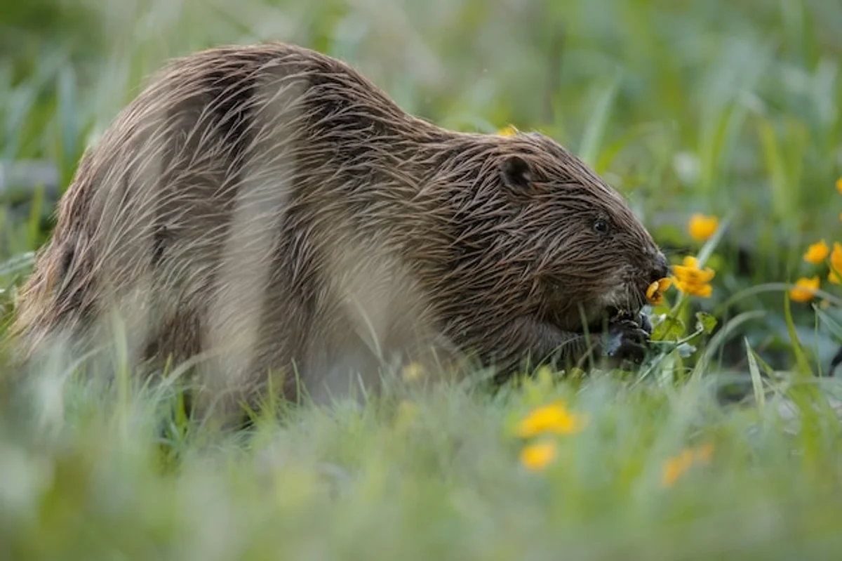 beaver building dam european river nature germany
