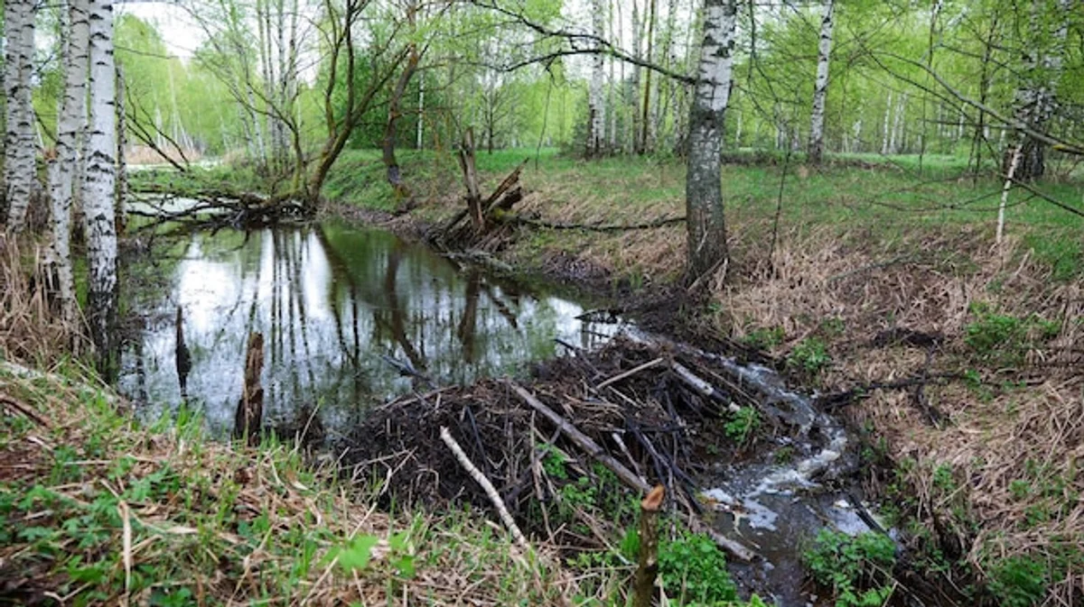 beaver dam river germany wildlife