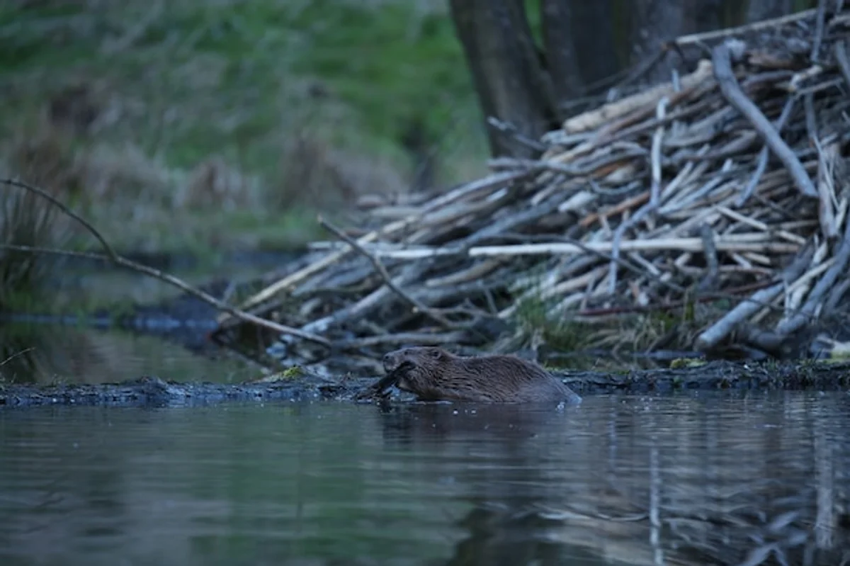 beaver ecosystem germany reflection