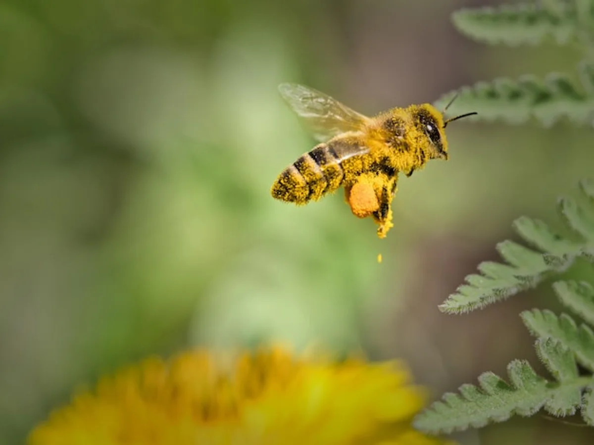 bee waggle dance in garden macro photography