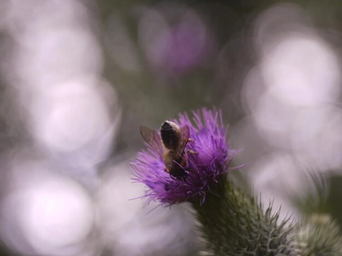 bee pollinating flowers in german garden close-up