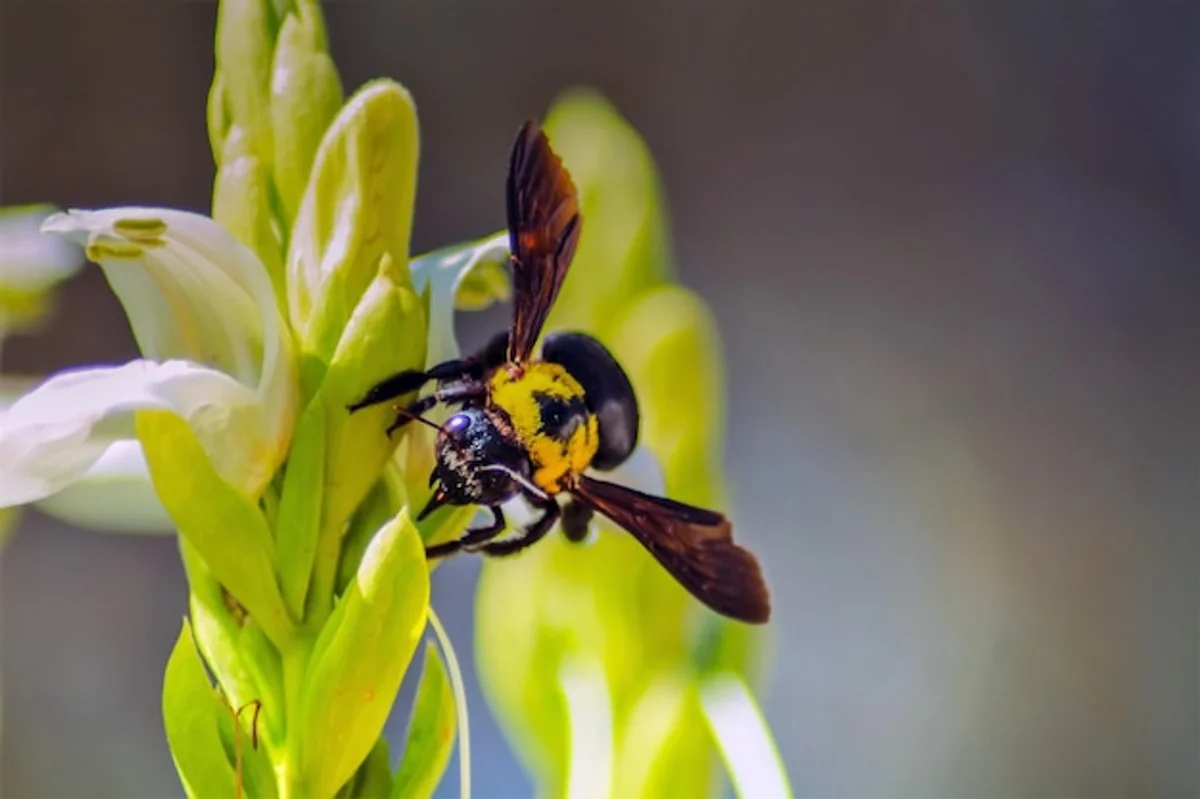 bee pollinating apple blossom close up macro nature germany