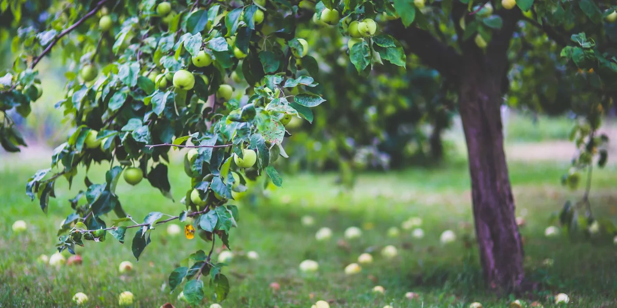 fields without bees abandoned apple trees germany environment