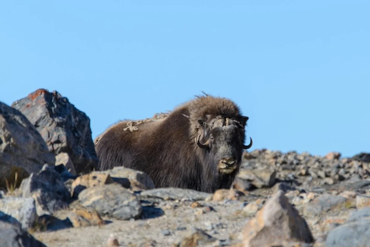 Greenland musk oxen wildlife tundra animals