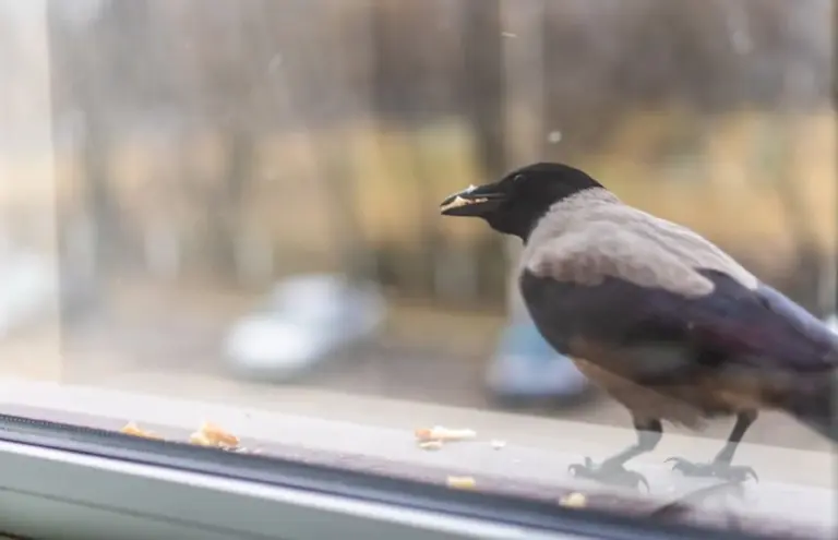 wild bird bread winter park Germany