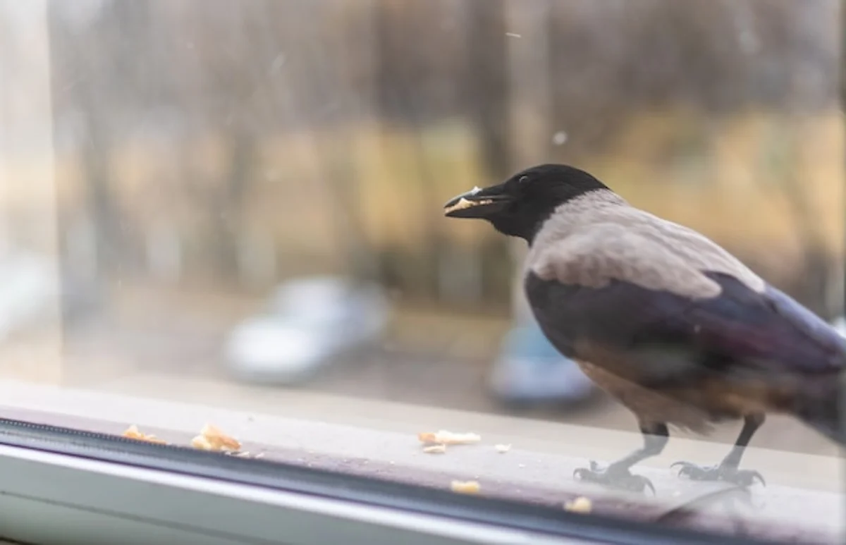 wild bird bread winter park Germany