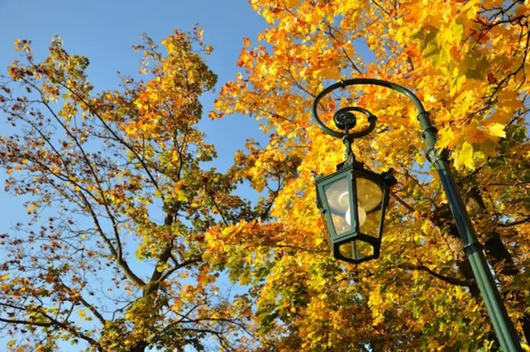 german autumn forest sunlight maple leaf