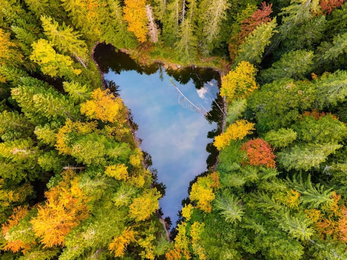 german autumn forest aerial colorful leaves