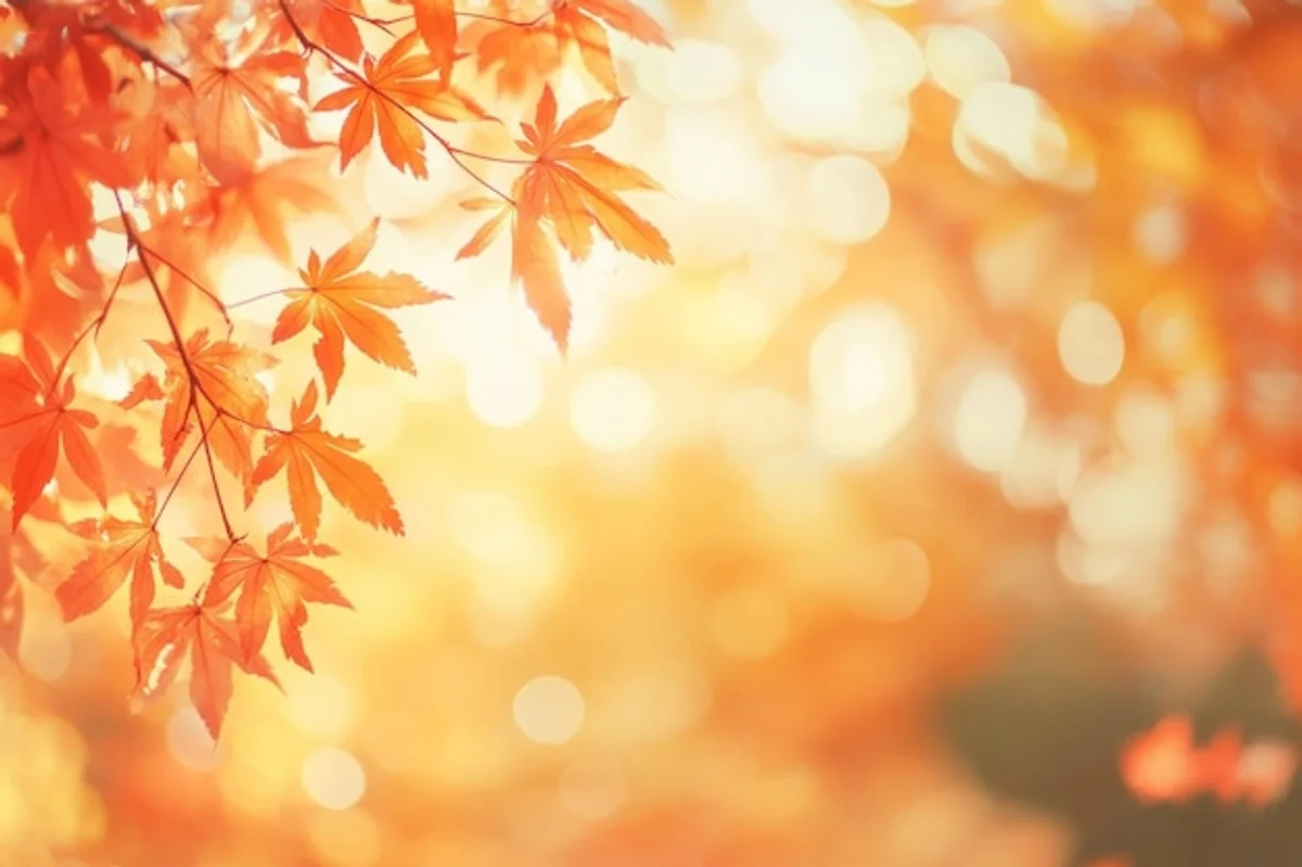 close up red maple leaf autumn sunlight bokeh