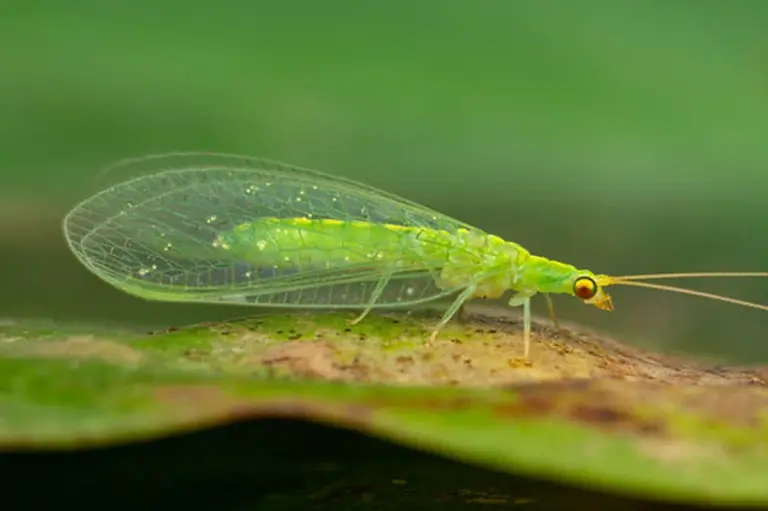 macro lacewing insect garden hero