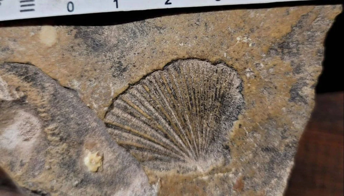 66 Millionen Jahre alte "Fliegende Fische" entdeckt in Salta