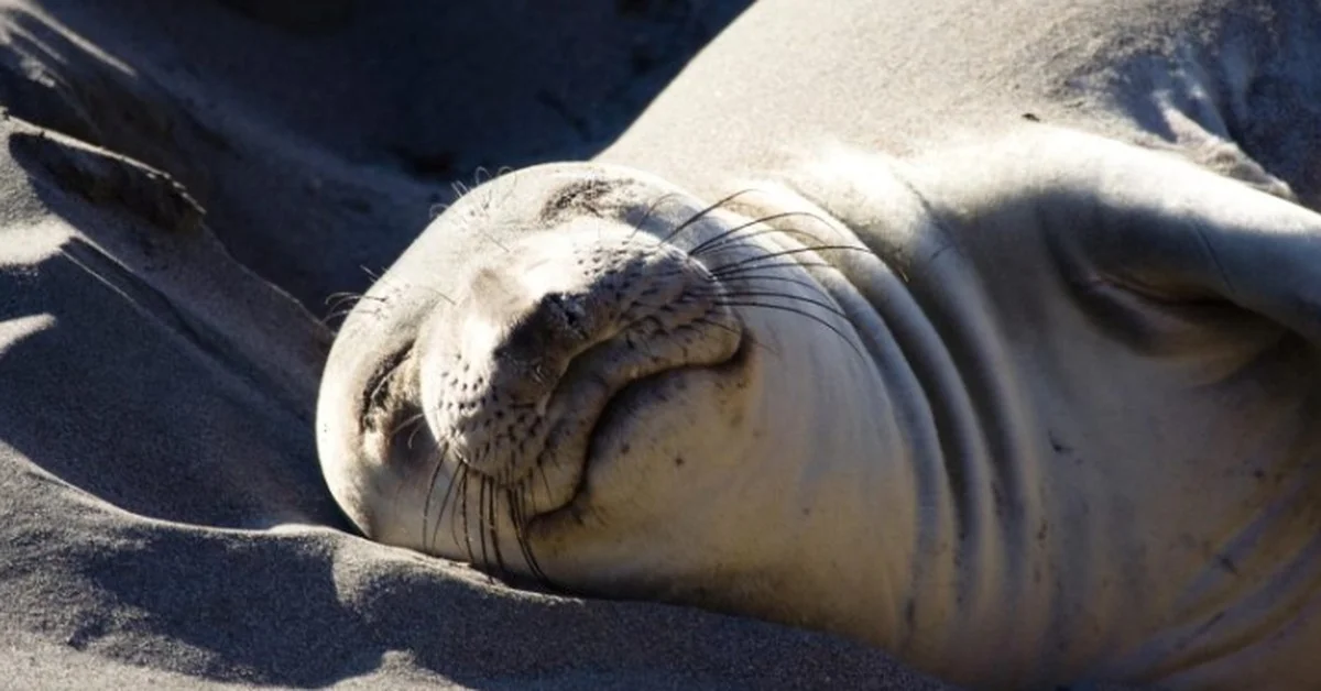 9 erstaunliche Schlafstrategien von Tieren, die Ihr Leben verändern könnten