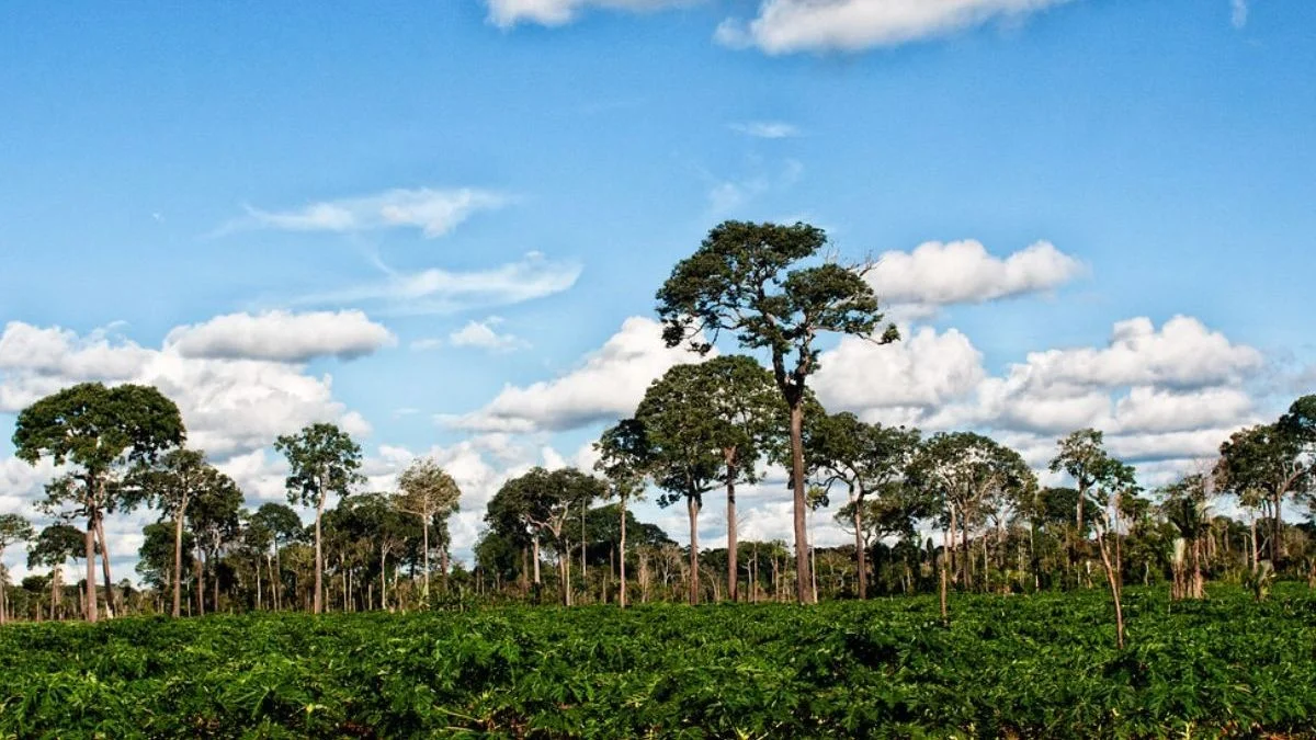 Der Baum, der nur in einer Region Lateinamerikas wächst: 500 Jahre alt und schützt den Regenwald
