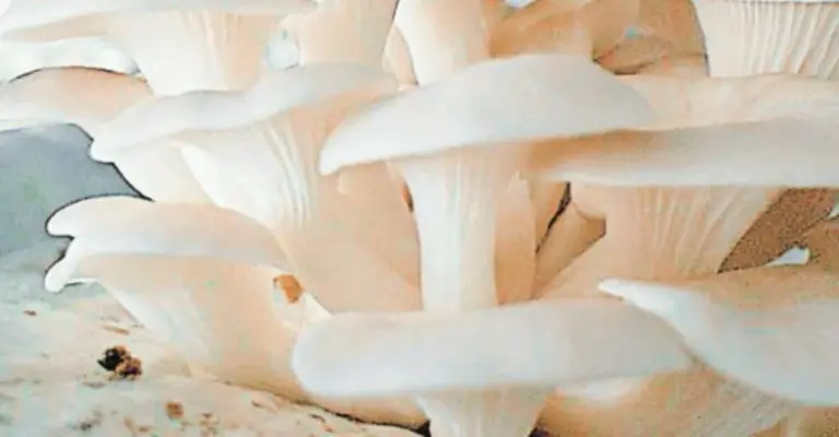 Die 6 schmackhaften, nährstoffreichen Pilze, die Sie meiden sollten