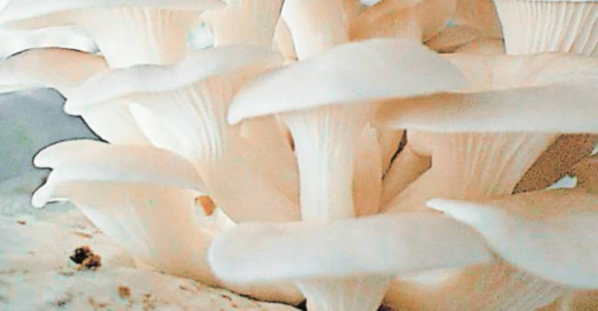 Die 6 schmackhaften, nährstoffreichen Pilze, die Sie meiden sollten