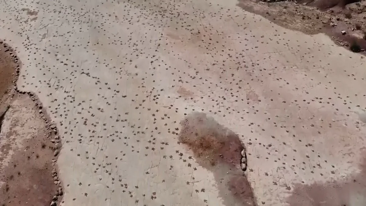 Die Entdeckung des größten Dinosaurier-Fußabdrucks Fundes in Bolivien