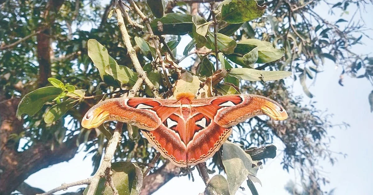 Die Entdeckung des Atlas-Moths in Shirala