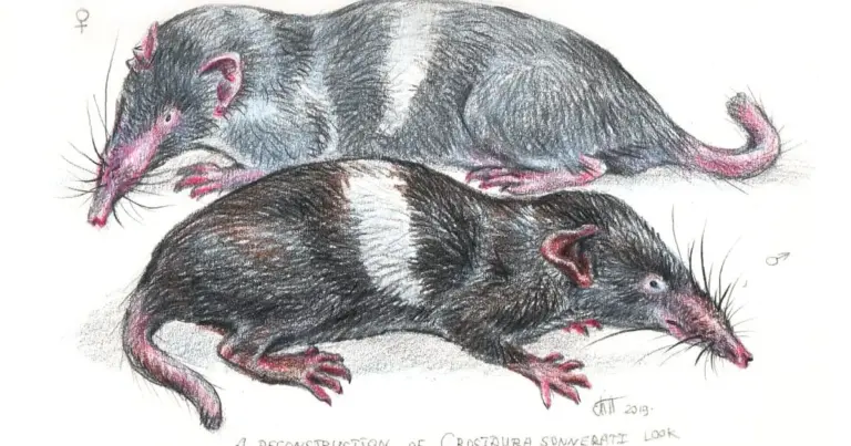 Die Entdeckung einer seltenen Spitzmaulart in Indien