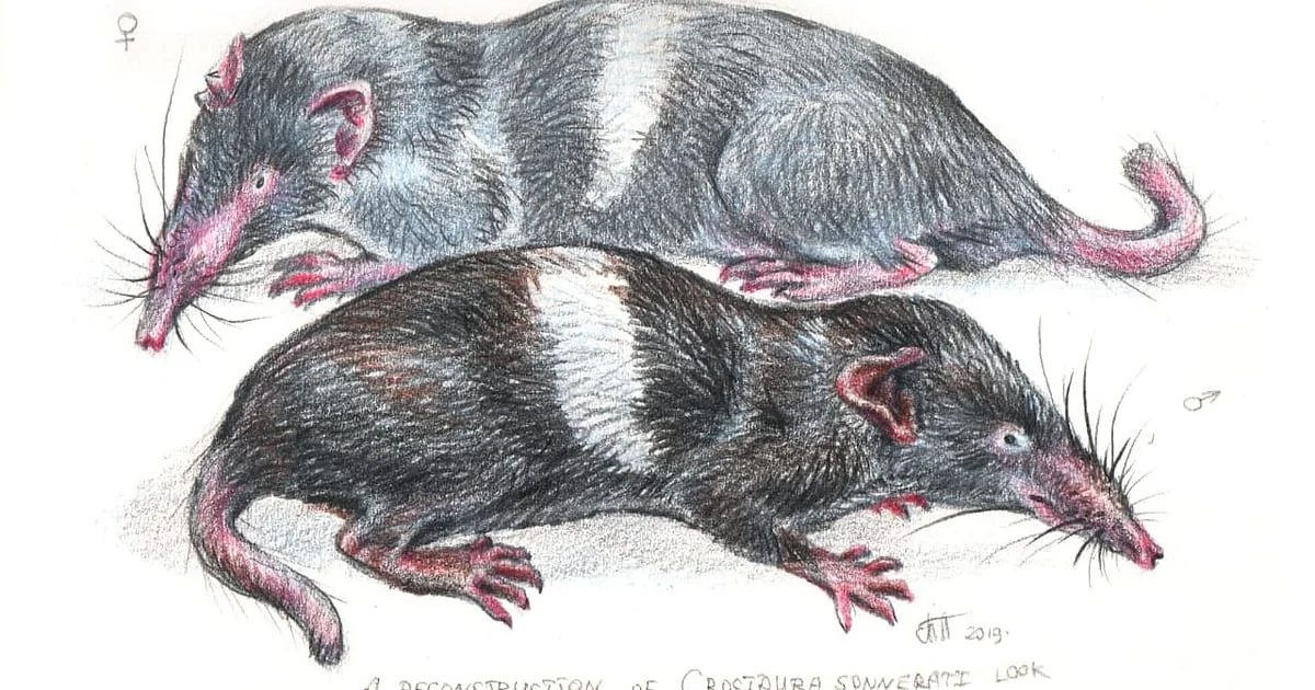 Die Entdeckung einer seltenen Spitzmaulart in Indien