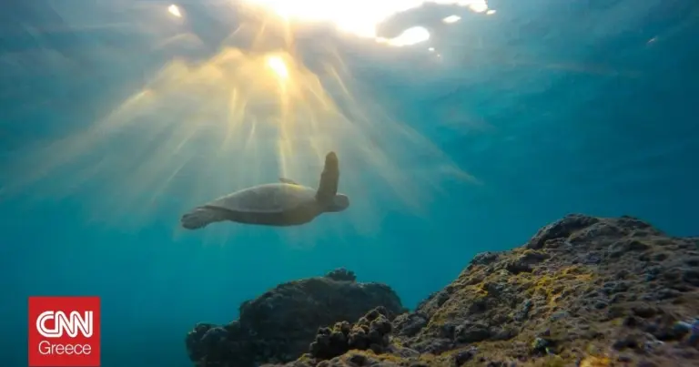 Die erste bestätigte Eiablage der Lederschildkröte in der Mittelmeerregion