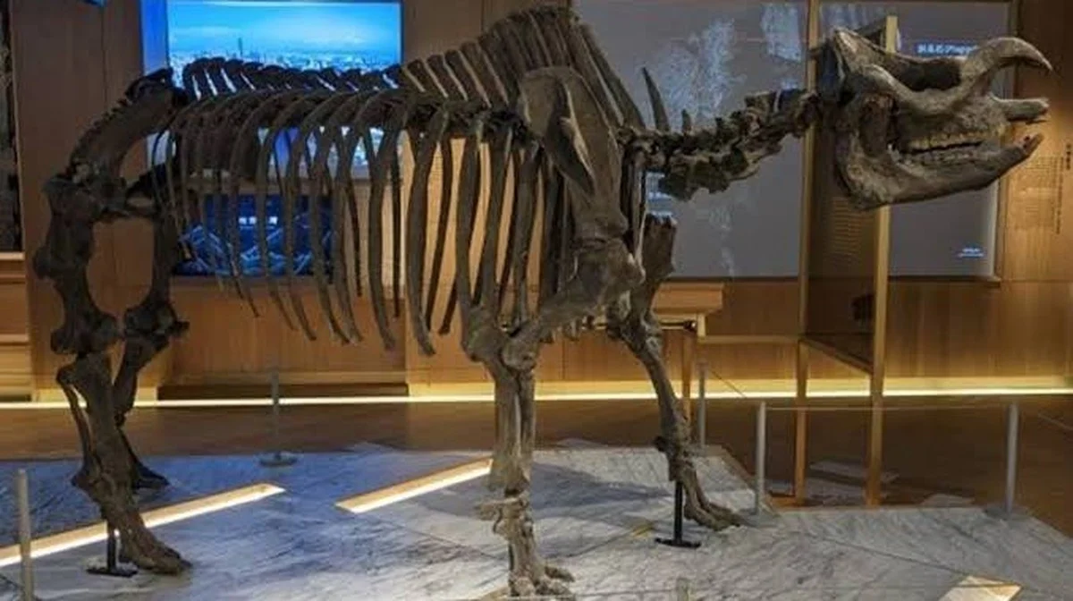 Die faszinierende Reise der Takamatsu-Nashornfossilien: Einblicke in die Geschichte und Wissenschaft