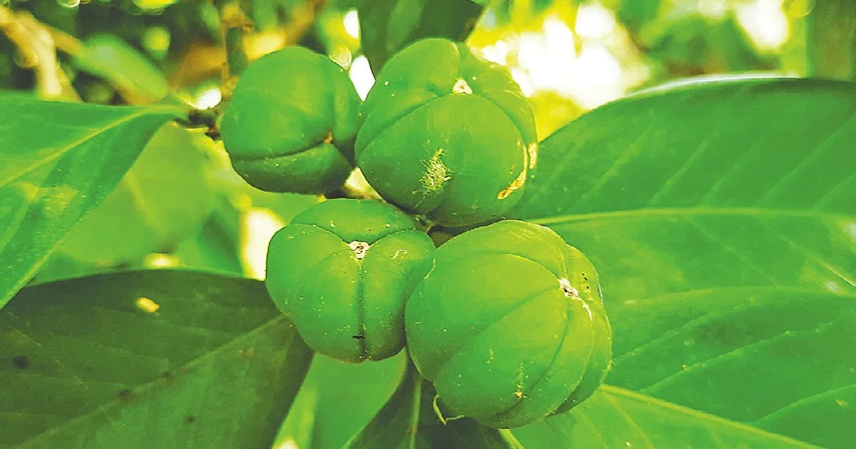 Die faszinierenden Eigenschaften des seltenen Naranga-Baum