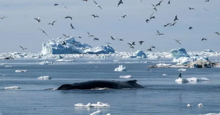 Die Geheimnisse der Langlebigkeit der Grönlandwale: Was wir von ihnen lernen können