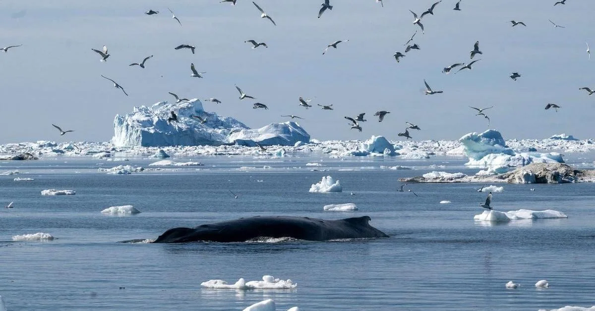 Die Geheimnisse der Langlebigkeit der Grönlandwale: Was wir von ihnen lernen können