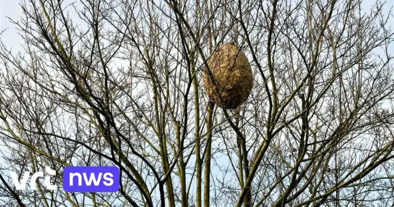 Die Gemeinde Bierbeek fordert dazu auf, die Feuerwehr nicht mehr wegen asiatischer Hornissen zu kontaktieren