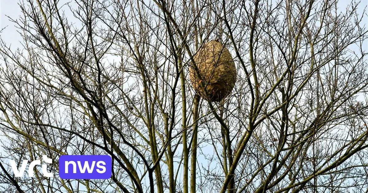 Die Gemeinde Bierbeek fordert dazu auf, die Feuerwehr nicht mehr wegen asiatischer Hornissen zu kontaktieren