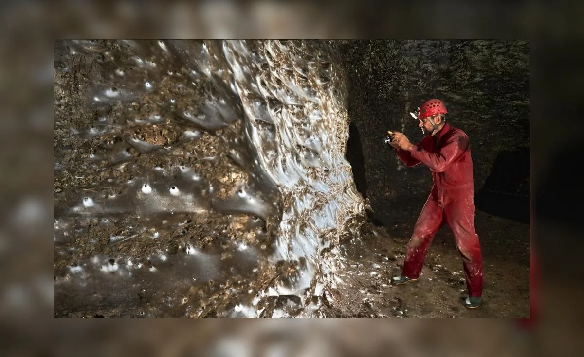 Die größte Spinnenkolonie der Welt: 106 Quadratmeter voller Geheimnisse