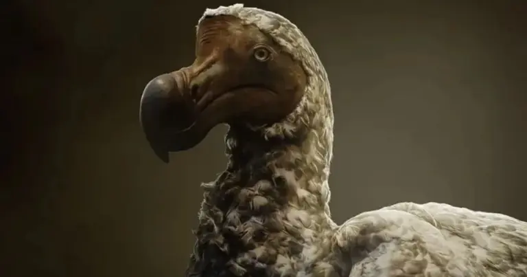 Die Rückkehr des Dodós: Kann dieser 300 Jahre ausgestorbene Vogel wirklich wiederbelebt werden?