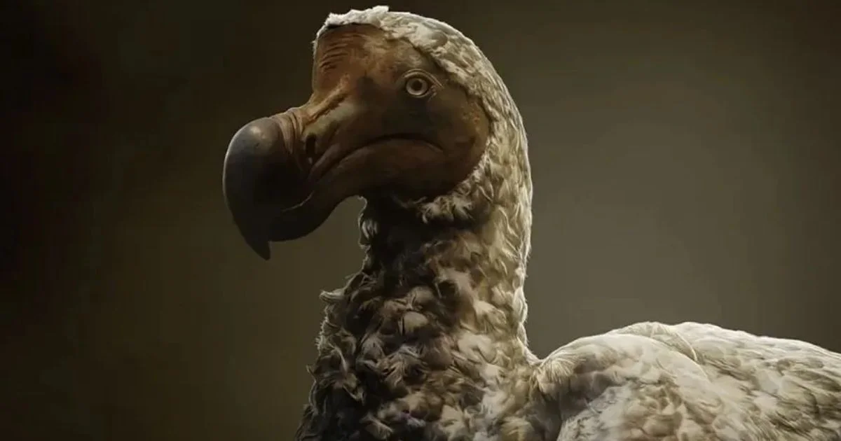 Die Rückkehr des Dodós: Kann dieser 300 Jahre ausgestorbene Vogel wirklich wiederbelebt werden?